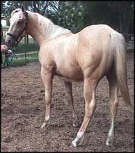 Image of argo the palomino.jpg