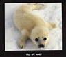 Image of baby seal.jpg