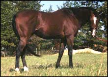 Image of beautiful stream the thoroughbred.jpg