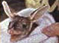 Image of bilbyaw.jpg