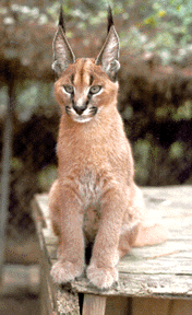 Image of caracal.gif