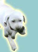 Image of doggie.jpg