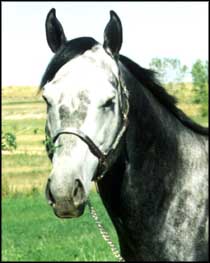 Image of eveningstar from the book.jpg