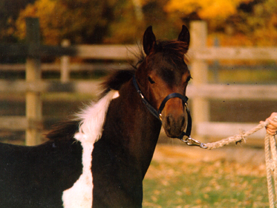Image of famiz-shuz-1.jpg