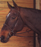 Image of horse head that is beautiful.jpg