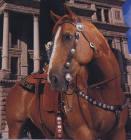 Image of horse that is harnessed up i think.jpg