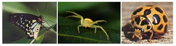 Image of insect.jpg