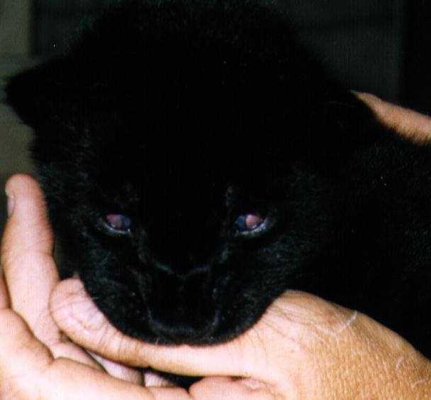 Image of panther cub.jpg