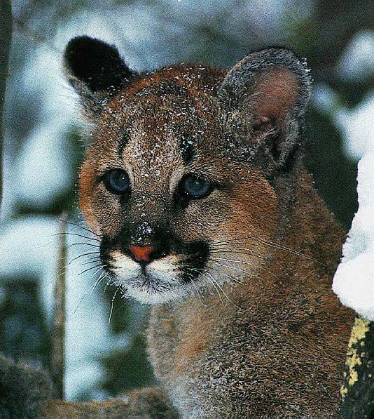 Image of snowcougarcub.jpg