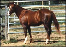 Image of stars and stripes the anglo- arab.jpg