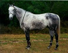 Image of sterling from the book.jpg