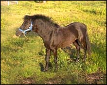 Image of sweets the shetland.jpg